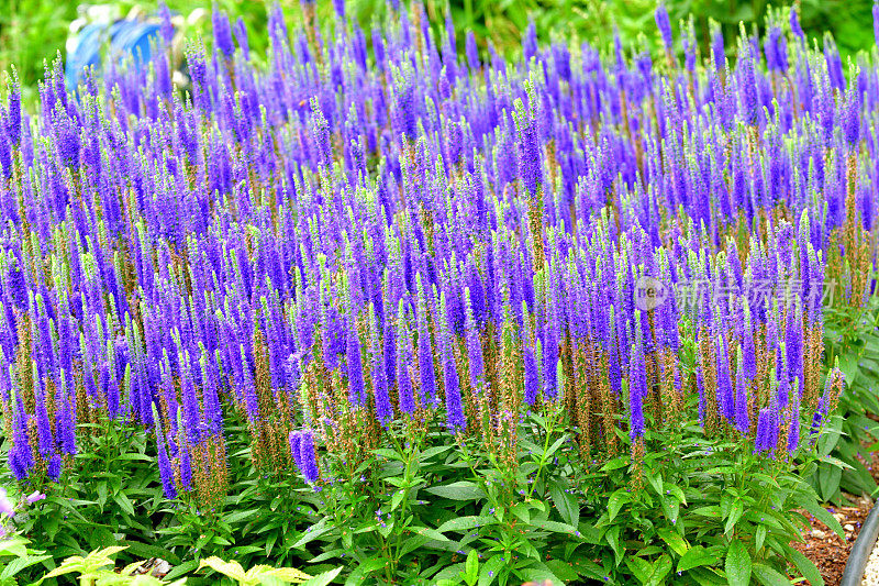 尖刺Speedwell / Veronica spicata“皇家蜡烛”